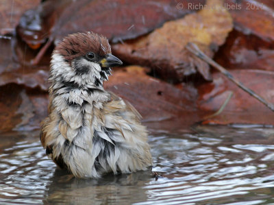 Ringmus - Eurasian Tree Sparrow - Passer montanus
