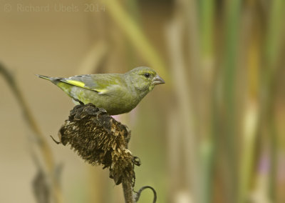 Groenling - European Greenfinch - Chloris chloris