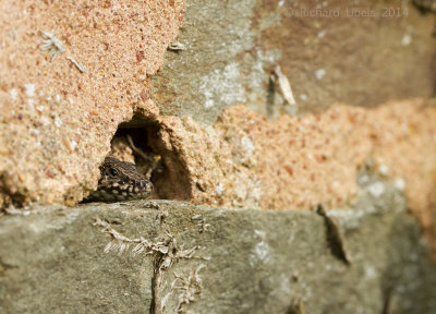 Muurhagedis - Common Wall Lizard - Podarcis muralis