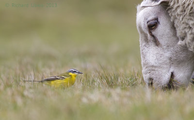 Gele Kwikstaart - Western Yellow Wagtail 