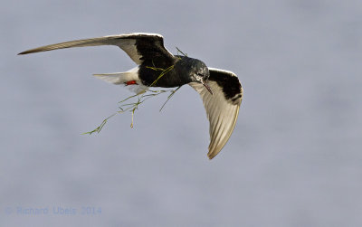 Witvleugelstern - White-winged Tern - Chlidonias leucopterus