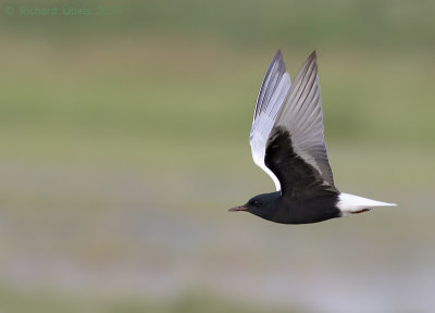 Witvleugelstern - White-winged Tern - Chlidonias leucopterus