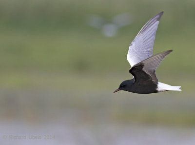 Witvleugelstern - White-winged Tern - Chlidonias leucopterus
