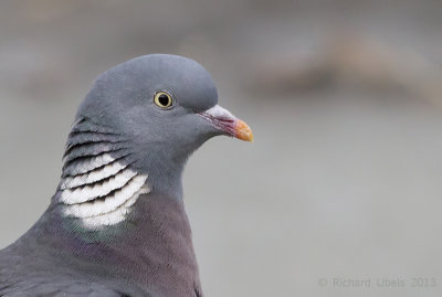 Houtduif - Common Wood Pigeon - Columba palumbus