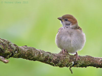 Ringmus - Eurasian Tree Sparrow - Passer montanus