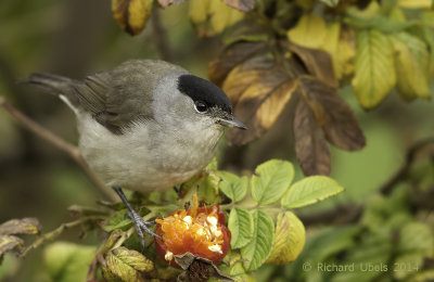 Zwartkop - Blackcap - Sylvia atricapilla