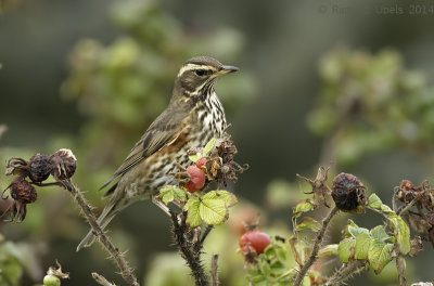 Koperwiek - Redwing - Turdus iliacus