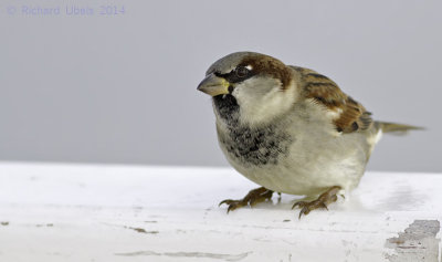 Huismus - House Sparrow - Passer domesticus