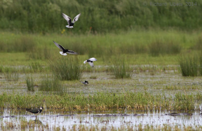 Witvleugelstern - White-winged Tern - Chlidonias leucopterus