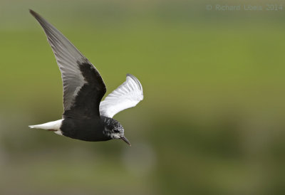Witvleugelstern - White-winged Tern - Chlidonias leucopterus