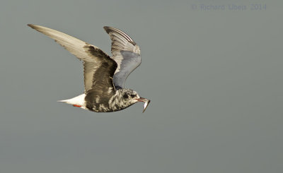 Witvleugelstern - White-winged Tern - Chlidonias leucopterus