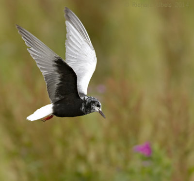 Witvleugelstern - White-winged Tern - Chlidonias leucopterus