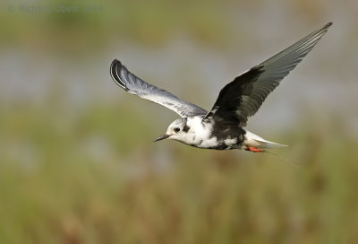 Witvleugelstern - White-winged Tern - Chlidonias leucopterus