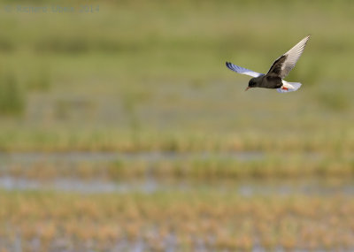 Witvleugelstern - White-winged Tern - Chlidonias leucopterus