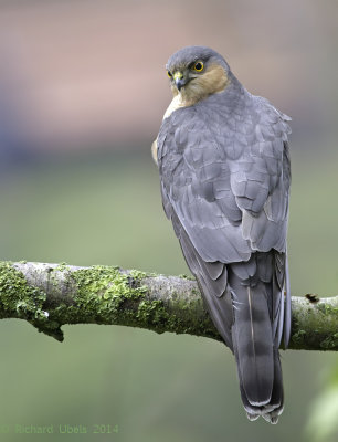 Sperwer - Sparrowhawk - Accipiter nisus