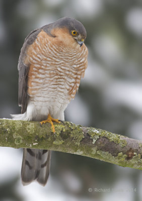 Sperwer - Sparrowhawk - Accipiter nisus