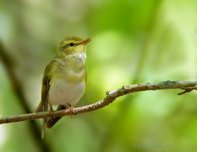 Fluiter - Wood Warbler - Phylloscopus sibilatrix