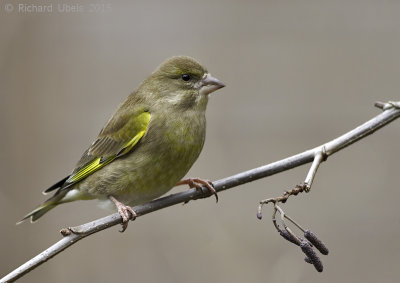 Groenling - European Greenfinch - Chloris chloris