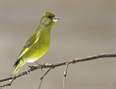 Groenling - European Greenfinch - Chloris chloris