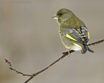 Groenling - European Greenfinch - Chloris chloris