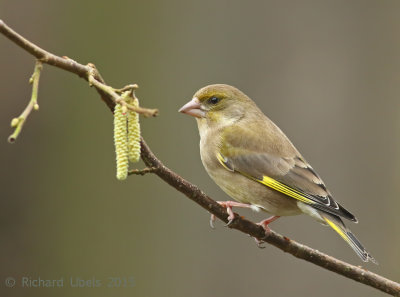 Groenling - European Greenfinch - Chloris chloris