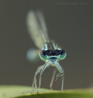 Lantaarntje - Common Bluetail - Ischnura elegans