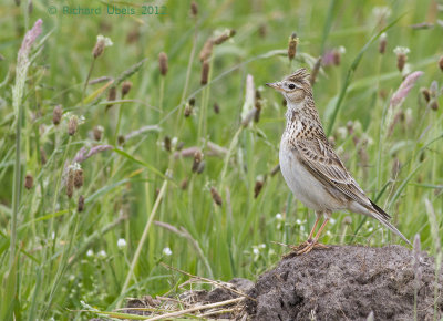 Veldleeuwerik - Skylark - Alauda arvensis