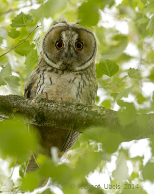 Ransuil - Long-eared Owl - Asio otus 