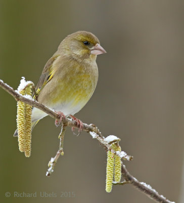 Groenling - European Greenfinch - Chloris chloris