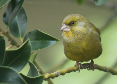 Groenling - European Greenfinch - Chloris chloris