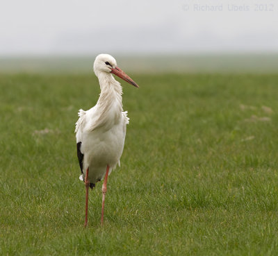 Ooievaar - White Stork - Ciconia ciconia