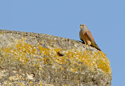 Kleine Torenvalk - Lesser Kestrel - Falco naumanni