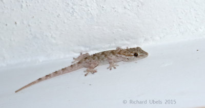 Muurgekko - Moorish Gecko - Tarentola mauritanica