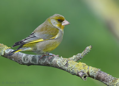 Groenling - European Greenfinch - Chloris chloris