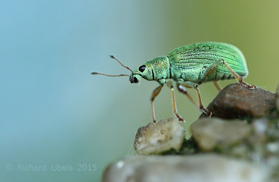 Groene Struiksnuitkever - Green Immigrant Leaf Weevil - Polydrusus sericeus