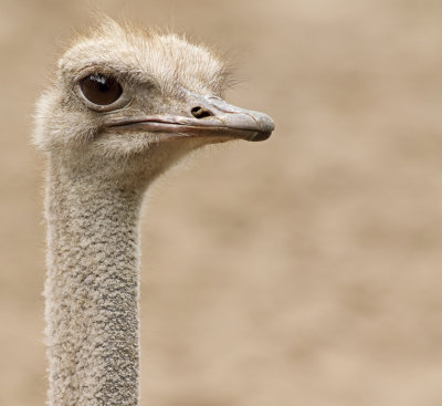 Struisvogel - Ostrich - Struthio camelus