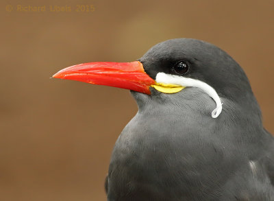Incastern - Inca Tern - Larosterna inca