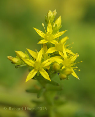 Muurpeper - Biting Stonecrop - Sedum acre