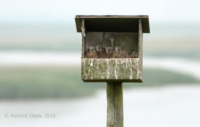 Torenvalk - Common Kestrel - Falco tinnunculus