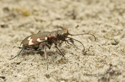 Bastaardzandloopkever - Northern Dune Tiger Beetle - Cicindela hybrida