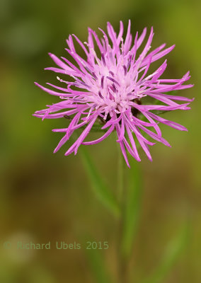 Knoopkruid - Brown Knapweed - Centaurea jacea s.l.