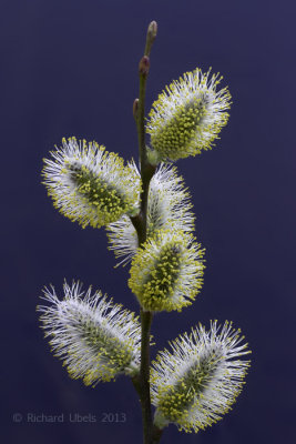 Wilg - Willow - Salix spec.