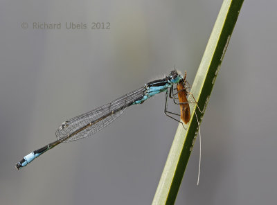 Lantaarntje - Common Bluetail - Ischnura elegans eating prey