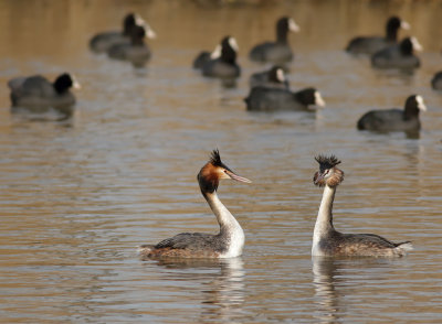 Fuut - Great Crested Grebe - Podiceps cristatus