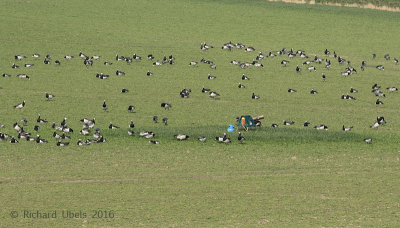 Brandgans - Barnacle Goose