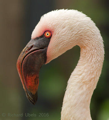Dwergflamingo - Lesser Flamingo - Phoeniconaias minor 