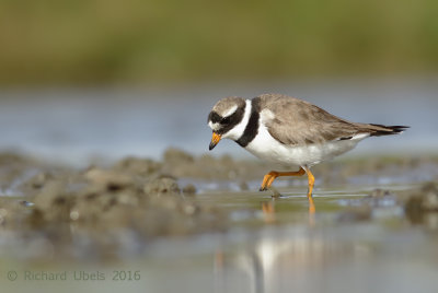 Bontbekplevier - Common Ringed Plover - Charadrius hiaticula