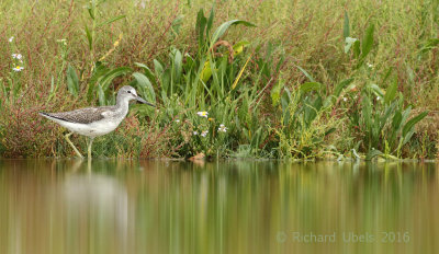 Groenpootruiter - Common Greenshank