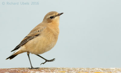 Tapuit - Northern Wheatear 