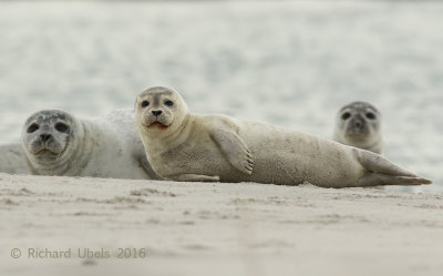 Zeehond - Common Seal